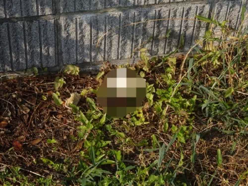 鈴木病院の敷地内に放置されていた大便。横には使用済みのティッシュが。こうした野外排泄が後を絶たないという